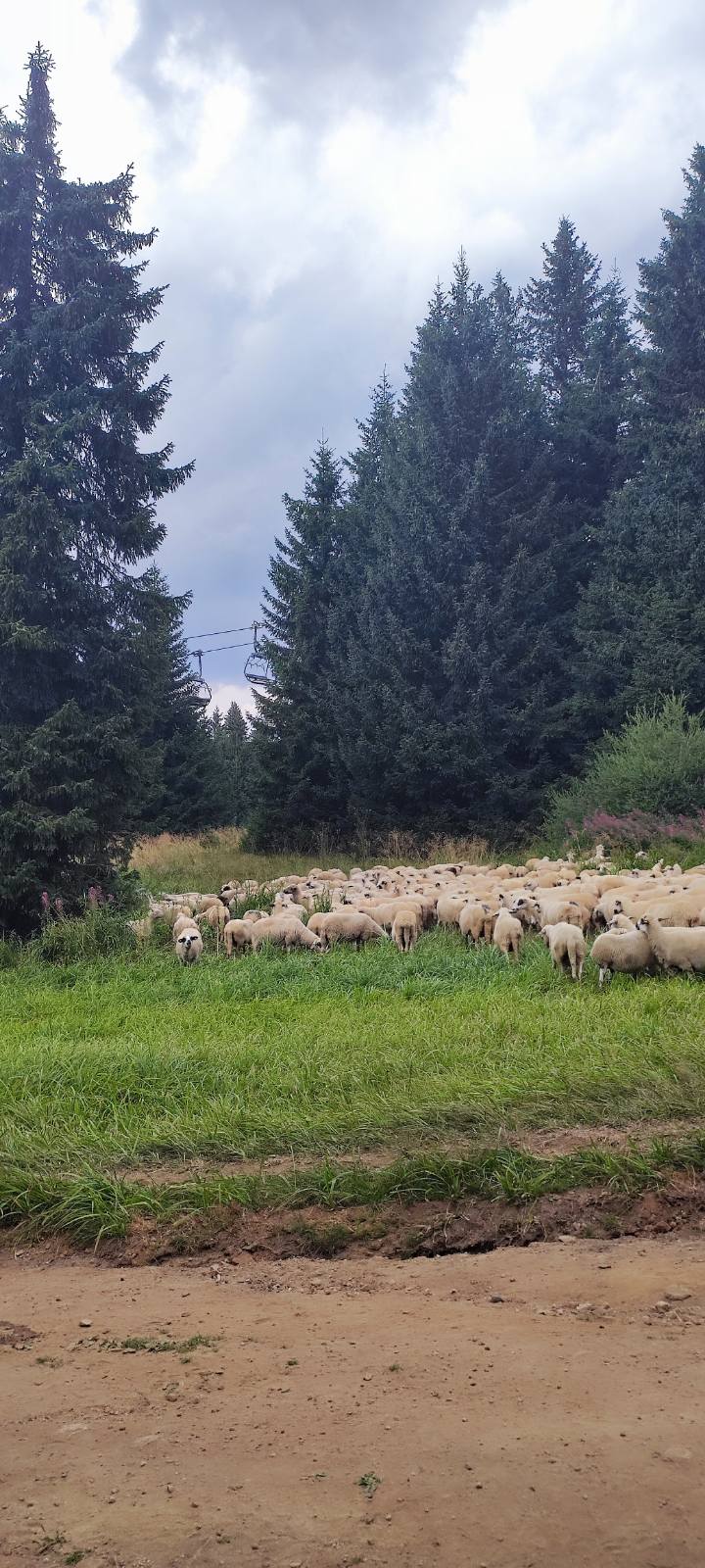 Stado ovaca pase ispod žičare na Kopaoniku