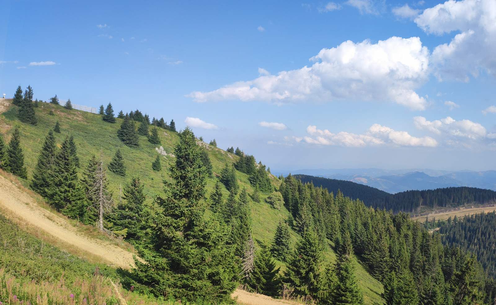 Planinska padina sa smrčama i stazom